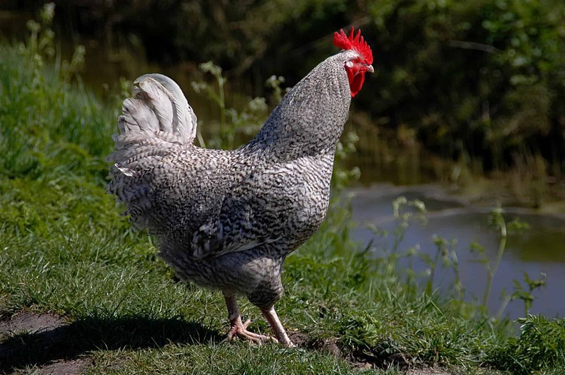 Best chicken road casino in Netherlands